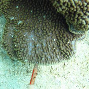 Montipora palawanensis