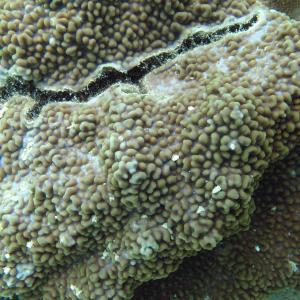 Montipora palawanensis