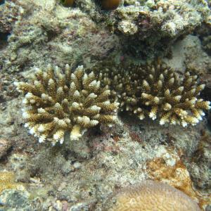 Acropora digitifera