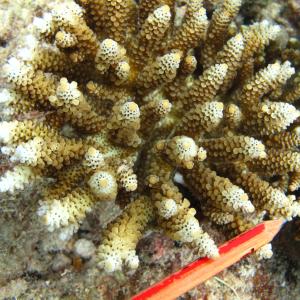 Acropora digitifera