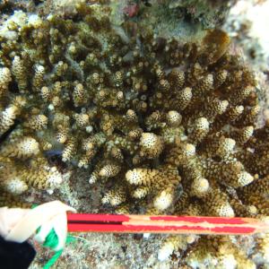 Acropora digitifera