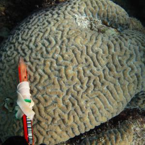 Platygyra lamellina