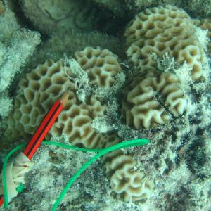 Goniastrea pectinata