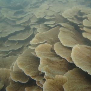 Madge Reef - Coral