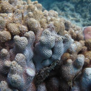 Warraber Island - Madracis kirbyi coral