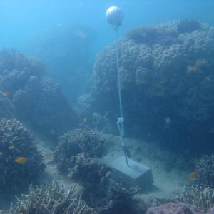 Woiz Reef - Temperature Logger