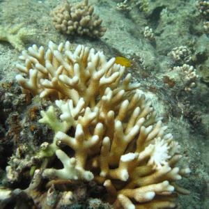 Seriatopora caliendrum