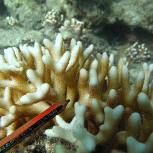 Seriatopora caliendrum
