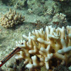 Seriatopora caliendrum