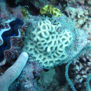 Favites halicora