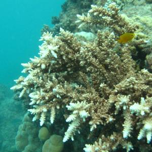 Acropora acuminata