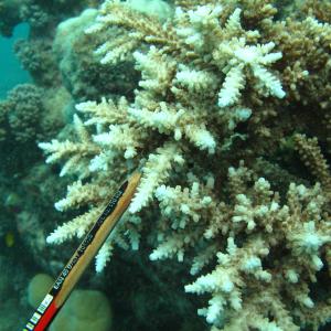 Acropora acuminata