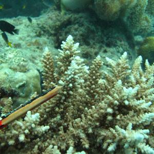 Acropora acuminata