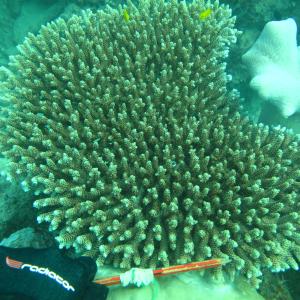 Acropora prostrata