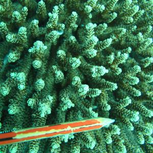 Acropora prostrata
