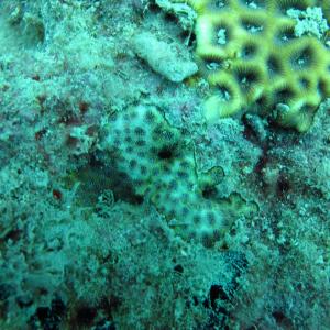 Leptastrea bewickensis