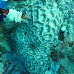 Oulophyllia bennettae