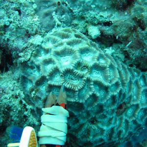 Oulophyllia bennettae