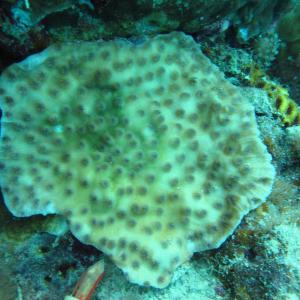 Echinopora mammiformis