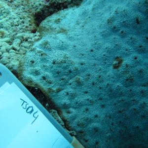 Echinophyllia echinoporoides