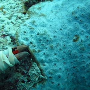 Echinophyllia echinoporoides