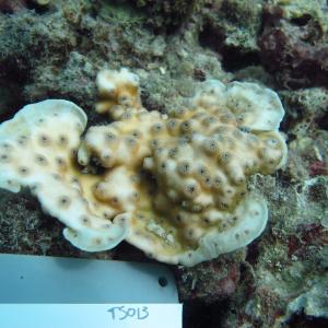 Echinopora pacificus