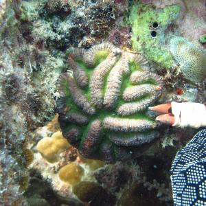 Lobophyllia hataii