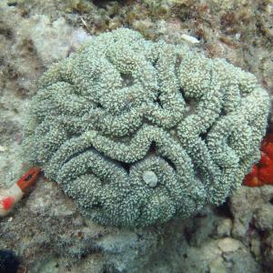 Lobophyllia flabelliformis
