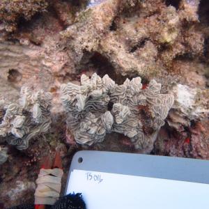 Pachyseris rugosa