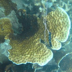 Echinopora pacificus