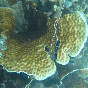 Echinopora pacificus
