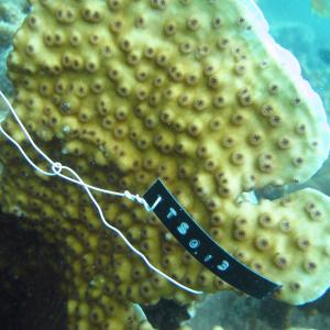 Echinopora pacificus