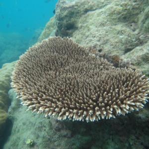 Acropora subulata