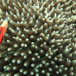 Acropora subulata