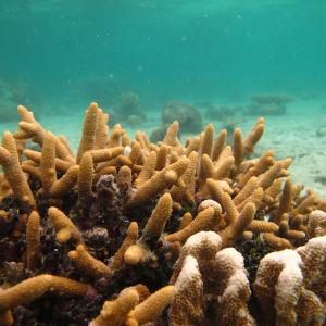 Acropora aspera