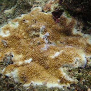 Acropora palmerae