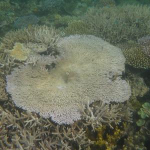 Acropora clathrata
