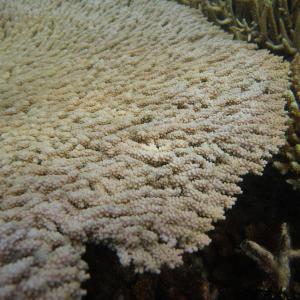 Acropora clathrata