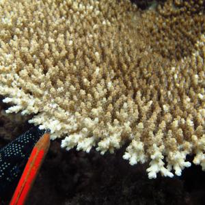 Acropora cytherea
