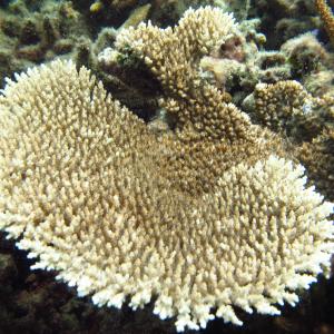 Acropora cytherea
