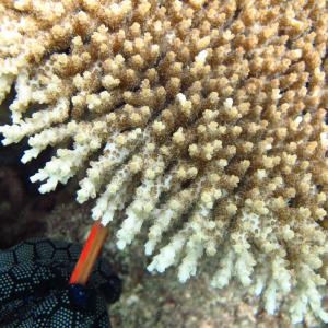 Acropora cytherea