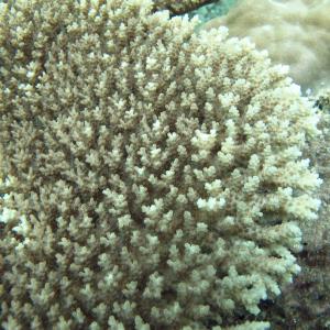 Acropora cytherea