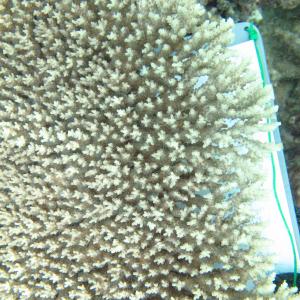 Acropora cytherea