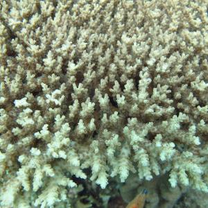 Acropora cytherea