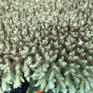 Acropora cytherea