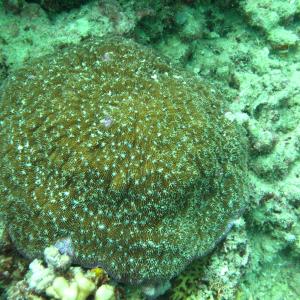 Halomitra pileus