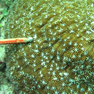 Halomitra pileus