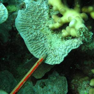 Montipora foliosa
