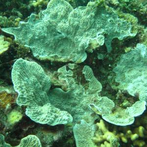 Montipora foliosa
