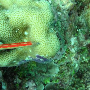 Goniastrea retiformis